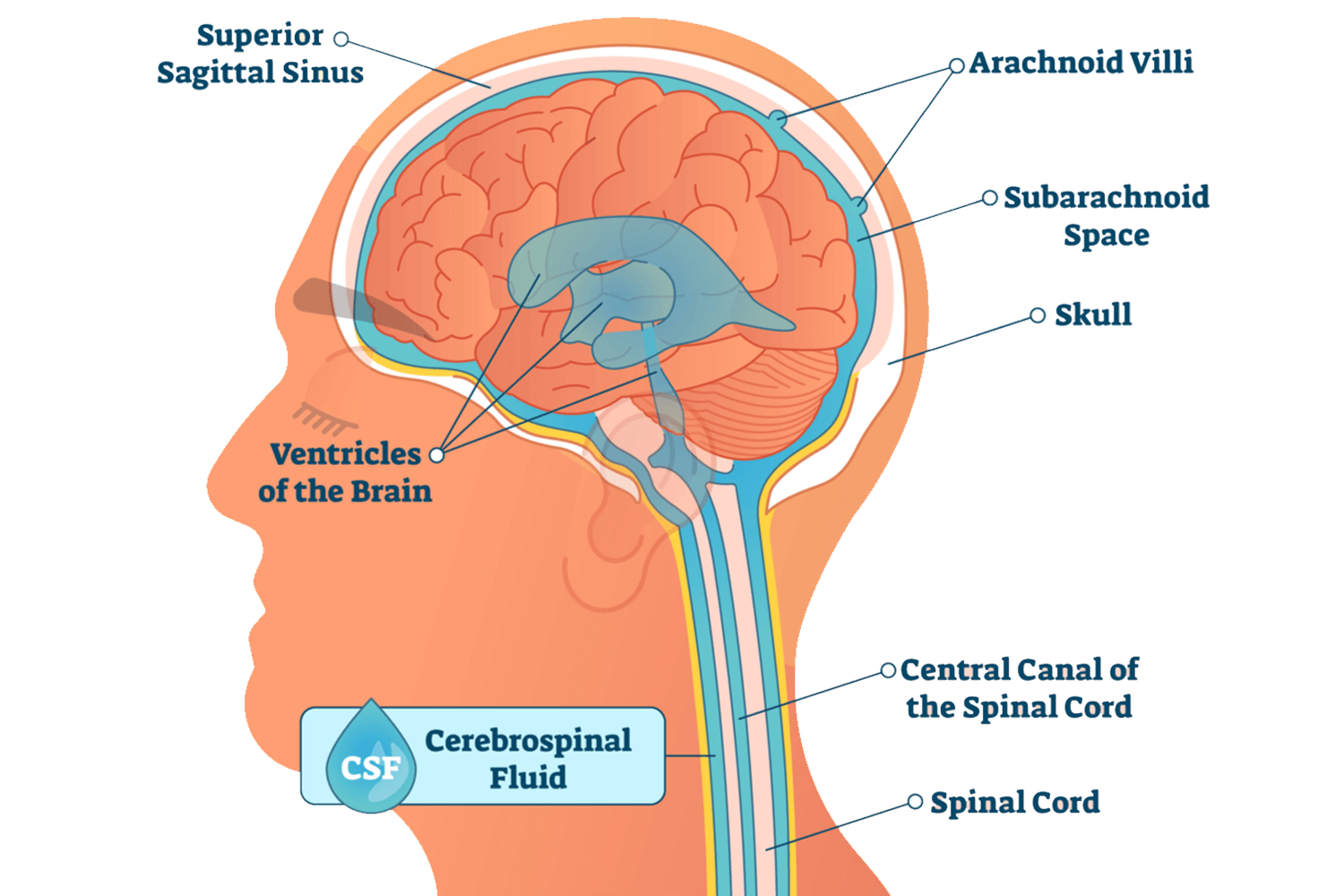 the-biophysics-of-navigating-pressure-variations-in-cerebrospinal-fluid